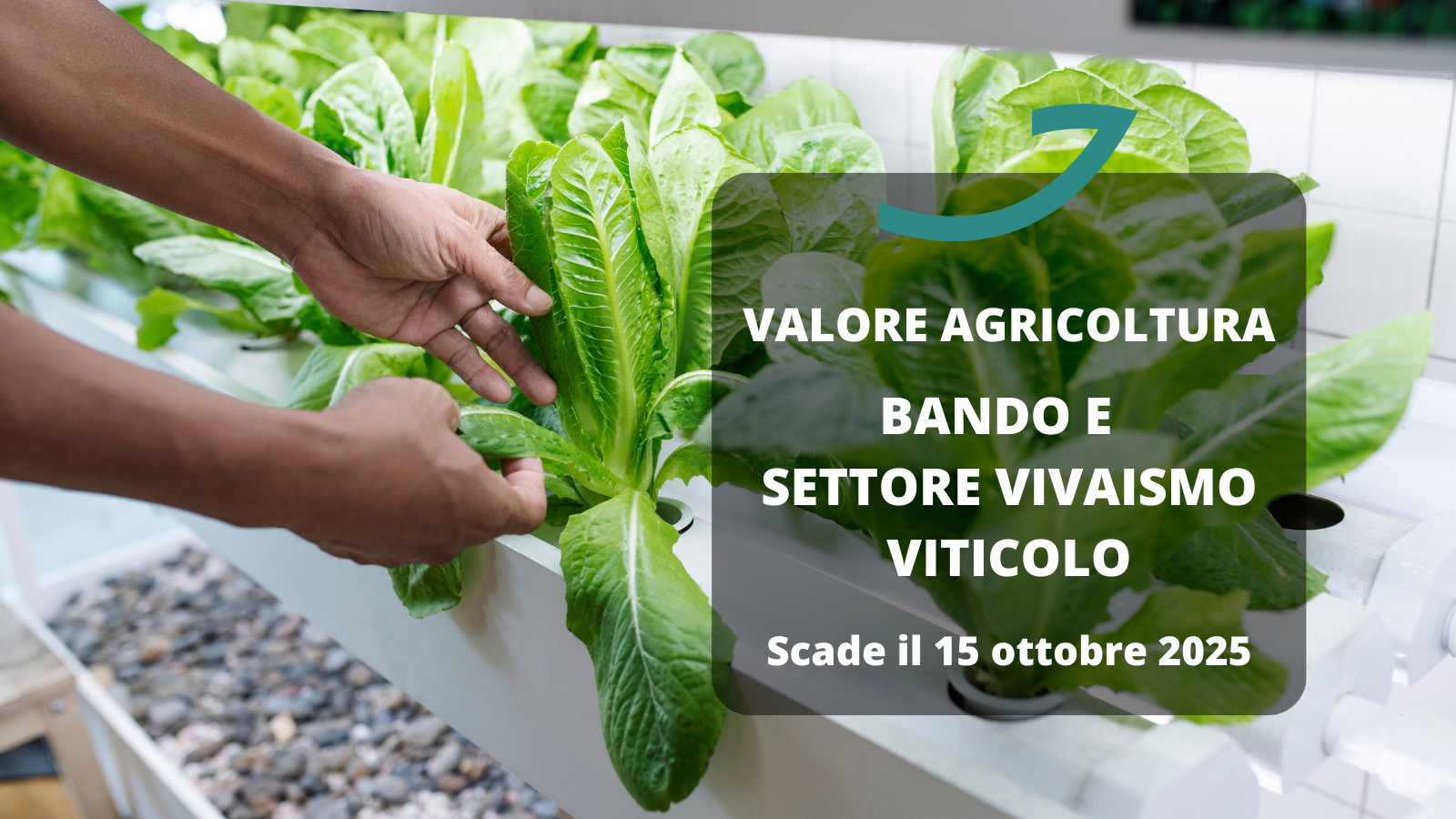 valore agricoltura bando E orticolo
